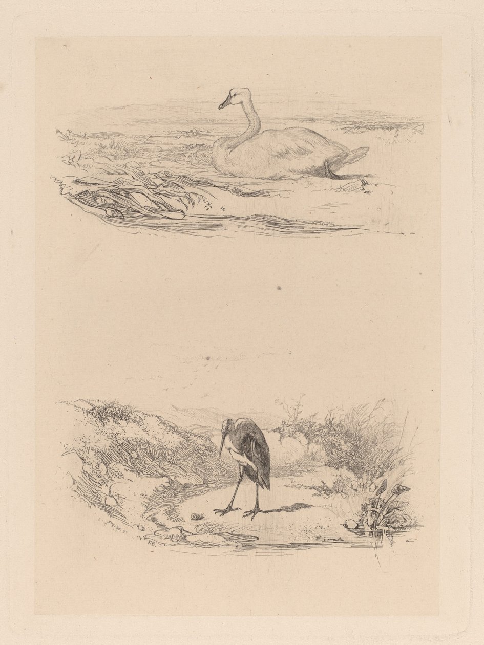 łabędź, czapla autorstwa Karl Bodmer
