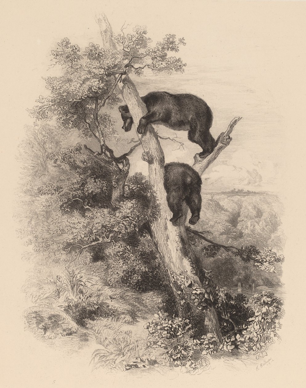 Dwa niedźwiedzie. autorstwa Karl Bodmer