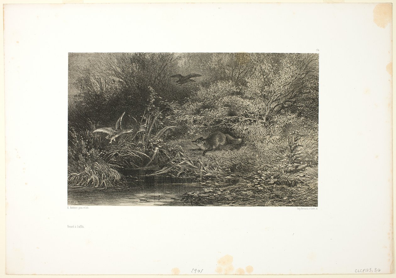 Lis na polowaniu autorstwa Karl Bodmer