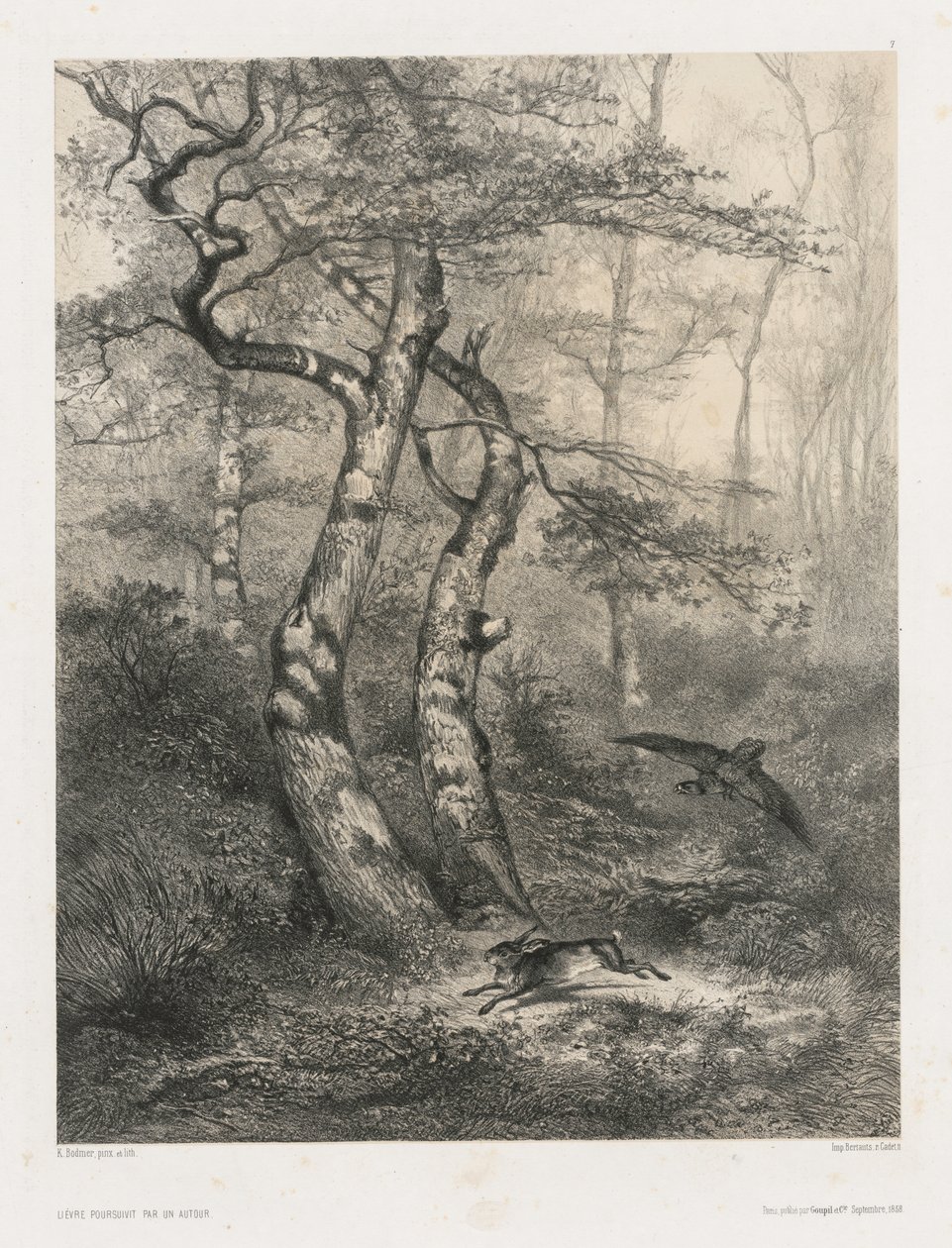 Zając ścigany przez jastrzębia autorstwa Karl Bodmer