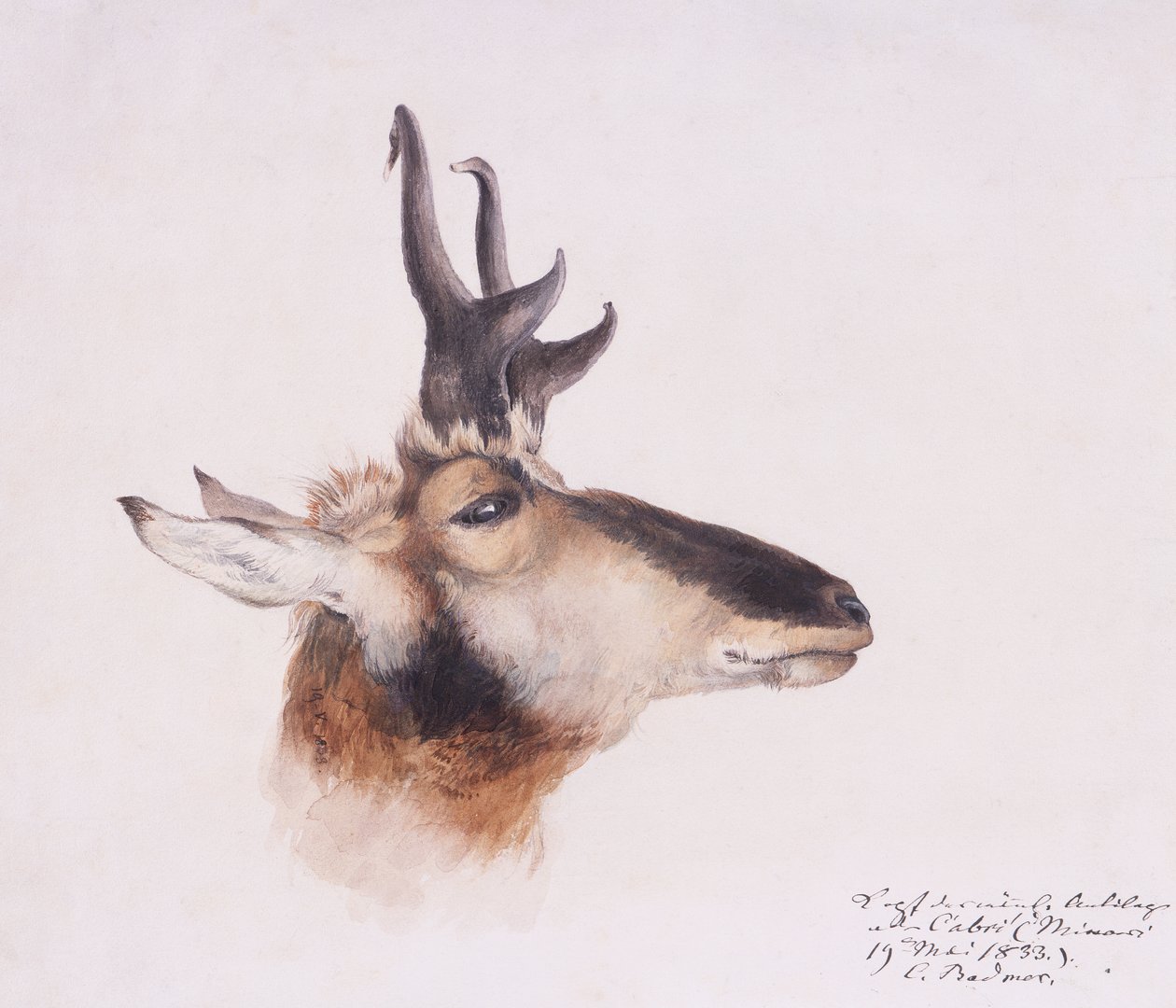 Głowa Antylopy autorstwa Karl Bodmer