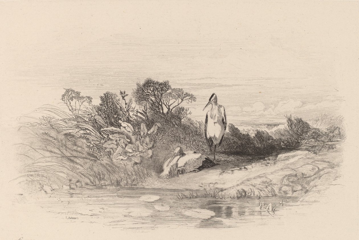 Dwie czaple. autorstwa Karl Bodmer