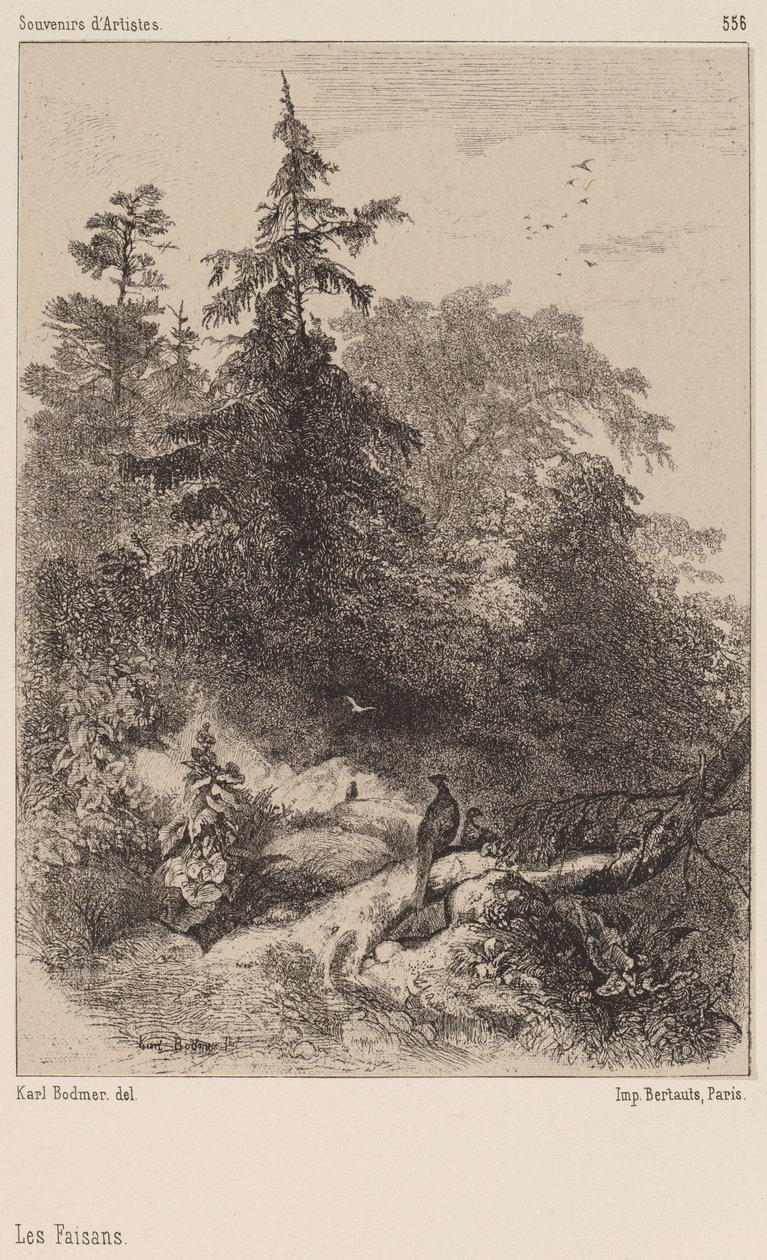Bażanty autorstwa Karl Bodmer