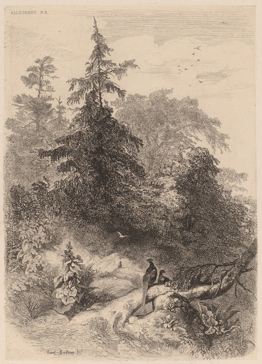 Bażanty autorstwa Karl Bodmer