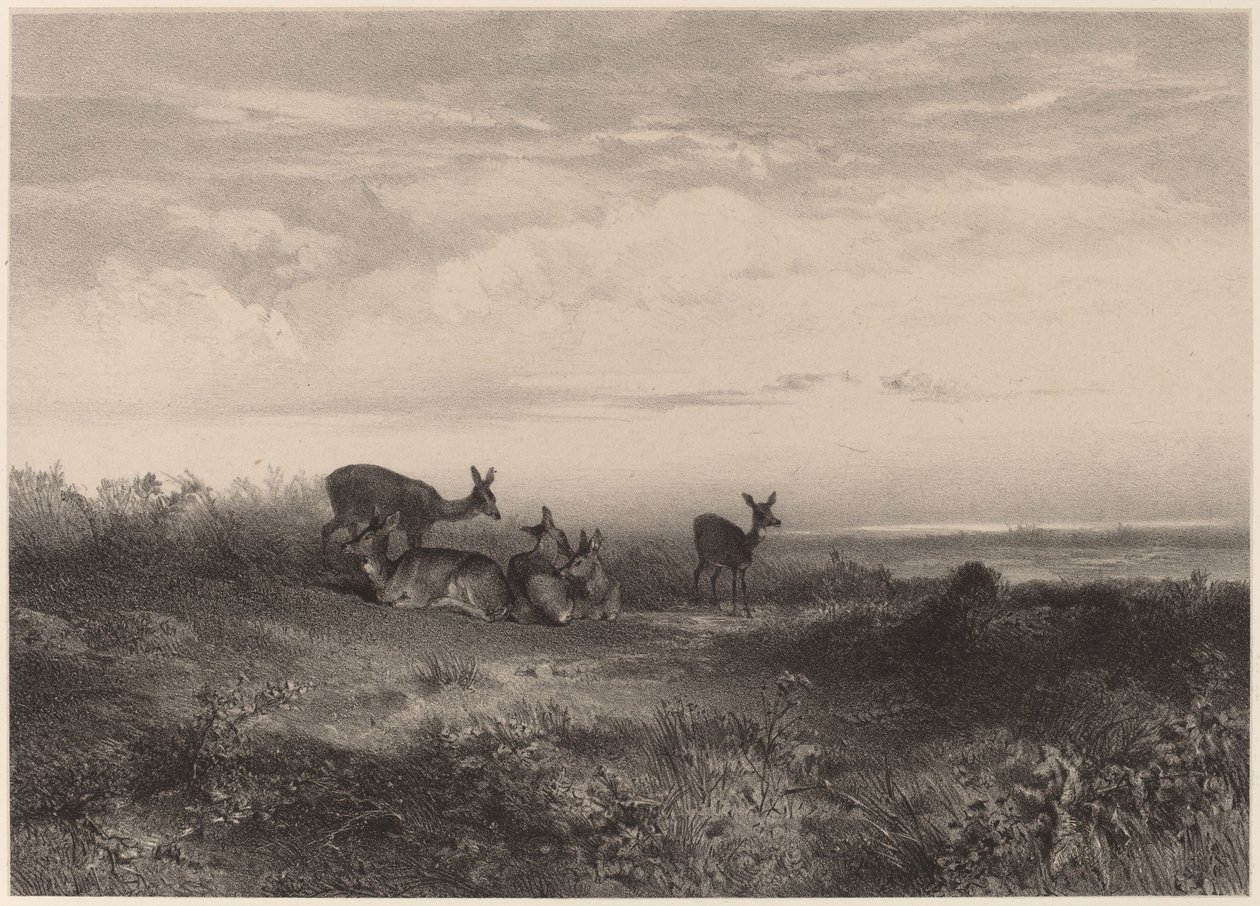 jeleń autorstwa Karl Bodmer