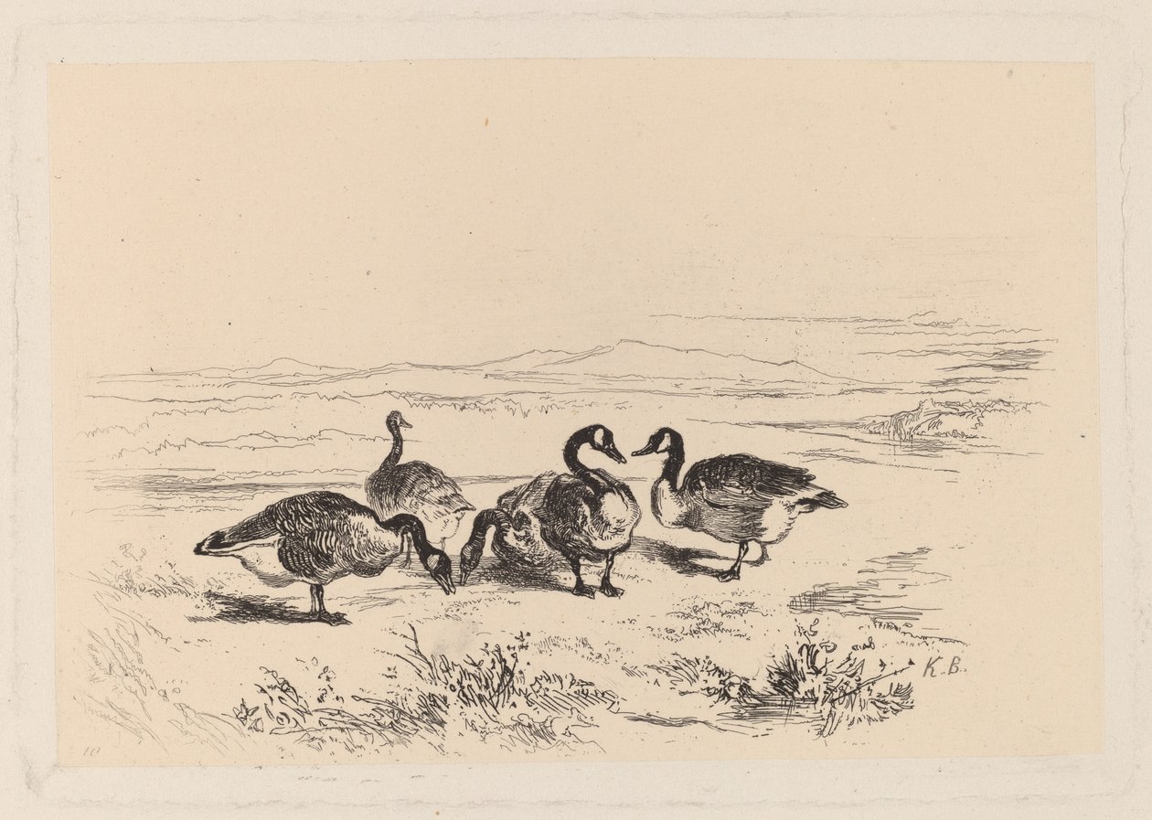gęsi pąkle autorstwa Karl Bodmer