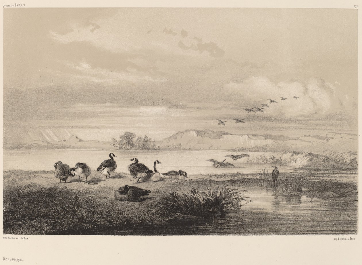 Dzikie gęsi. autorstwa Karl Bodmer