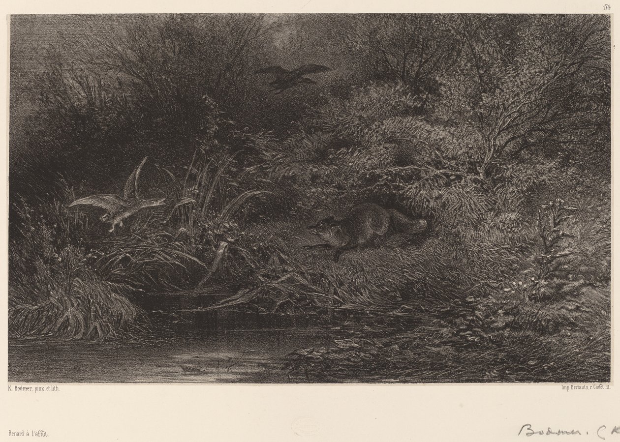 Lis grasuje. autorstwa Karl Bodmer
