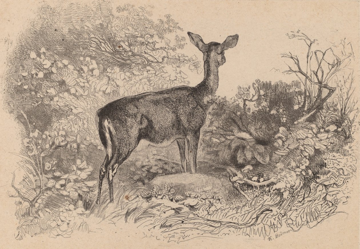 Łania. autorstwa Karl Bodmer