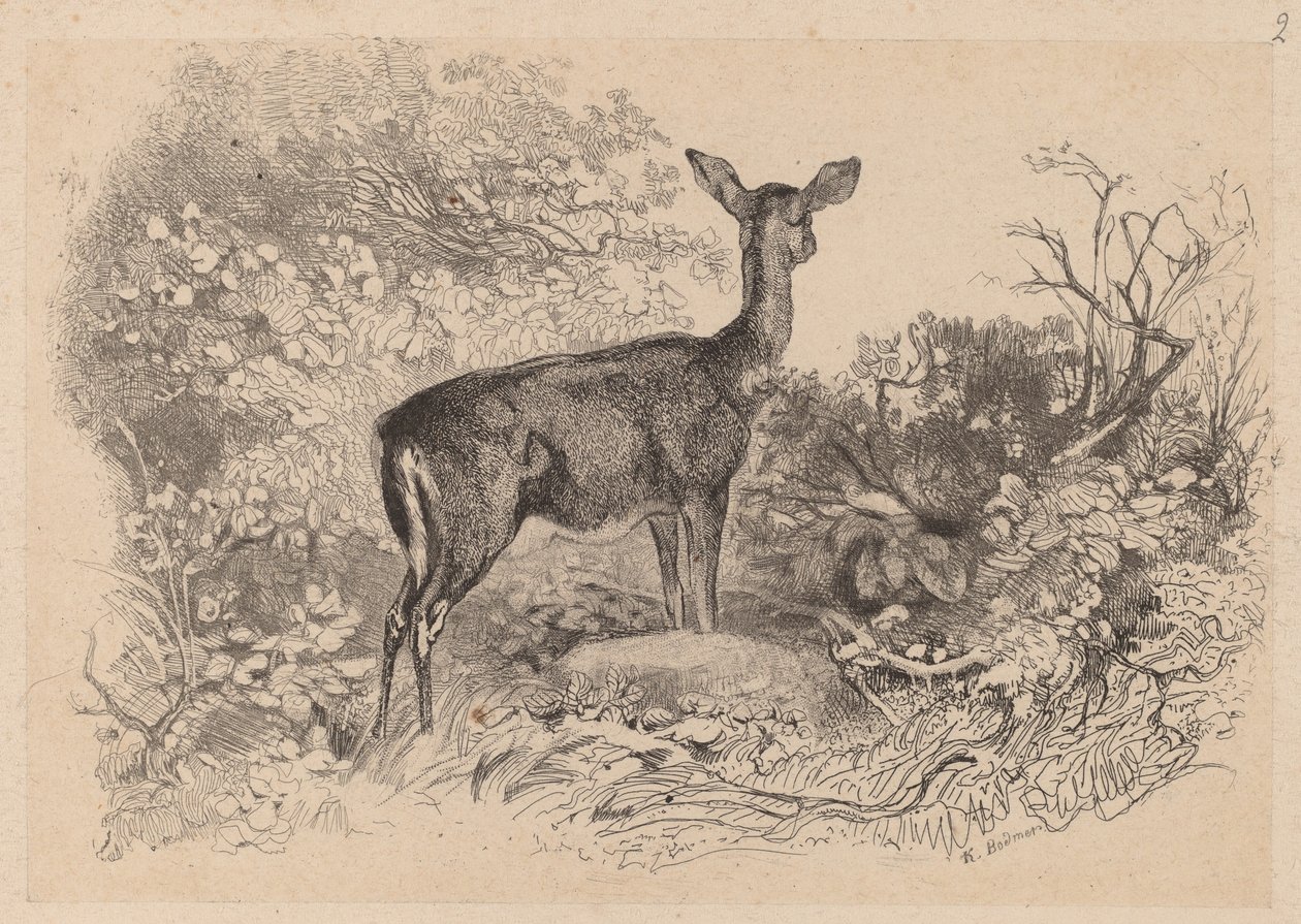 Łania autorstwa Karl Bodmer