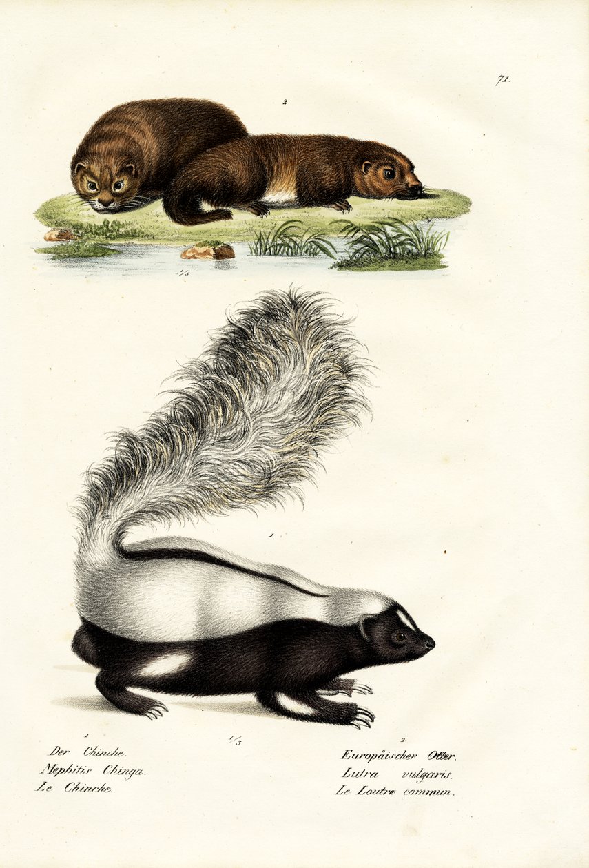 Skunks wieprzowy Moliny, 1824 r. autorstwa Karl Joseph Brodtmann