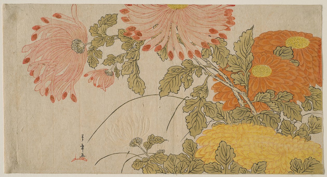 Chryzantemy, ok. 1780 r. (drzeworyt kolorowy; surimono) autorstwa Katsukawa Shunsho