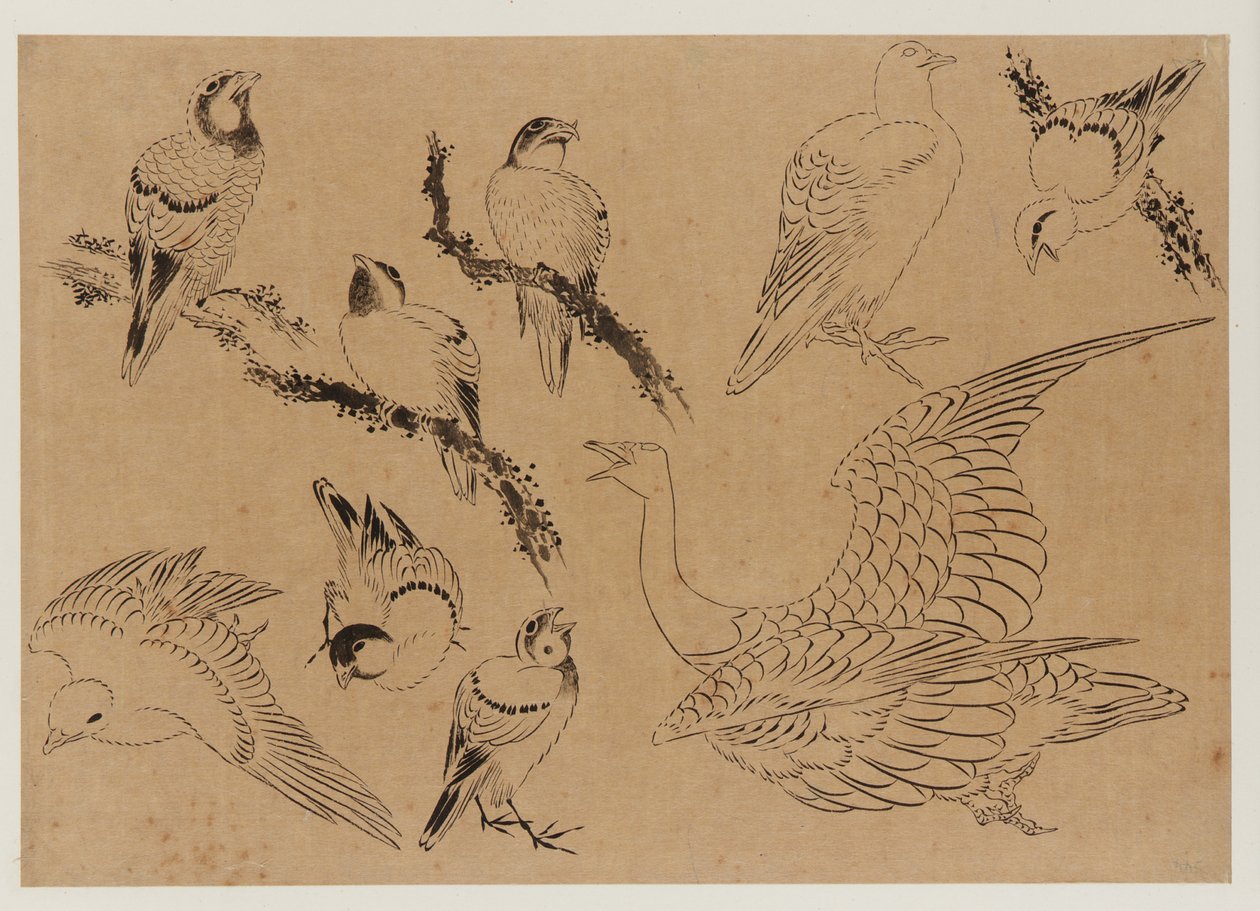 Ptaki, okres Edo, koniec XVIII – początek XIX wieku. autorstwa Katsushika Hokusai