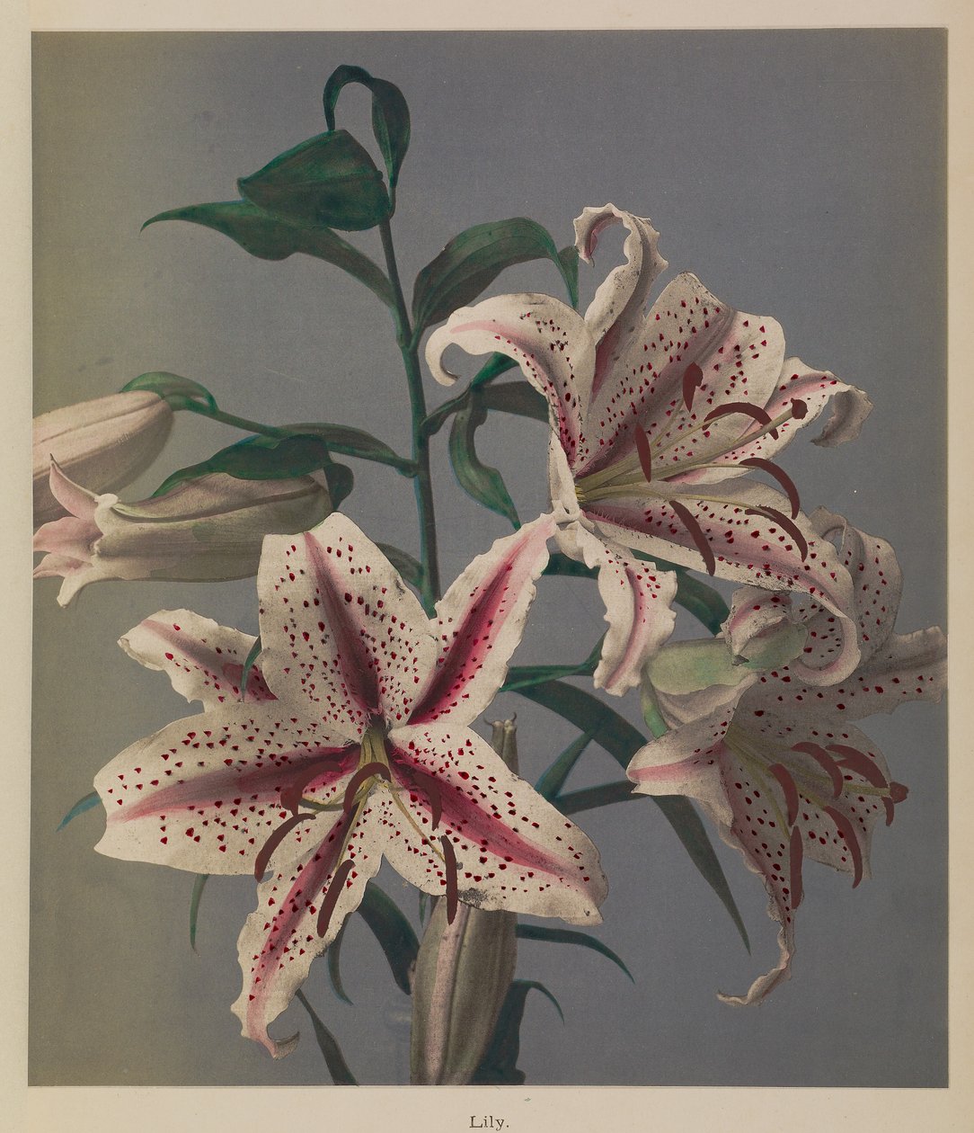 Lily autorstwa Kazumasa Ogawa