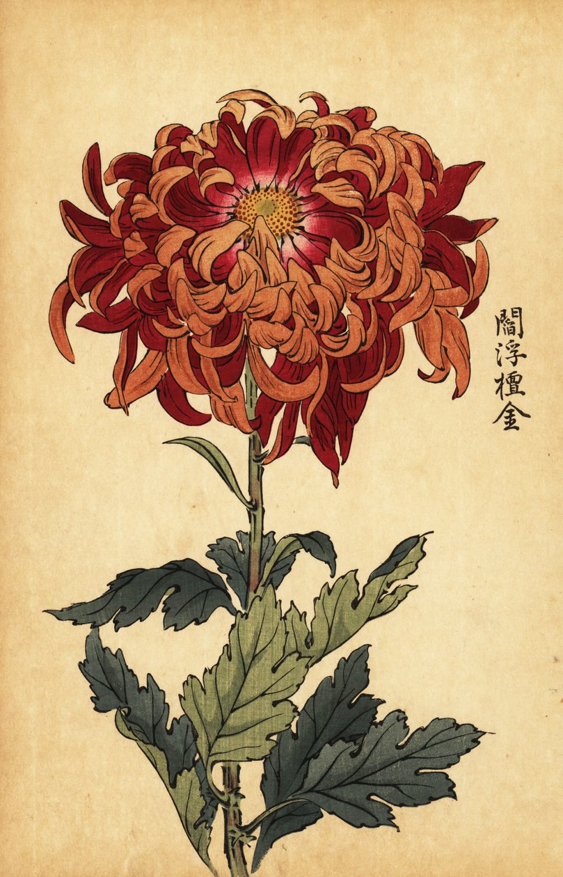 Hybryda pomarańczowo-karmazynowa chryzantema.,1893 (grawerunek) autorstwa Keika Hasegawa