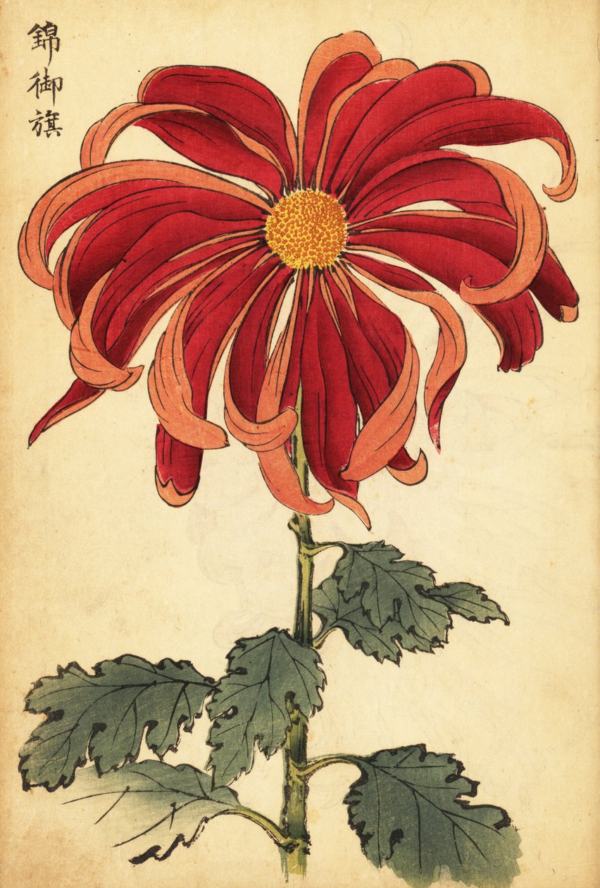 Hybryda szkarłatno-różowa chryzantema.,1893 (grafika) autorstwa Keika Hasegawa