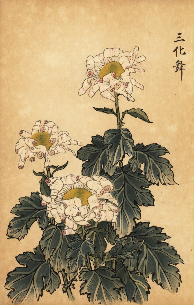 Hybryda biało-różowa chryzantema.,1893 (grawerunek) autorstwa Keika Hasegawa