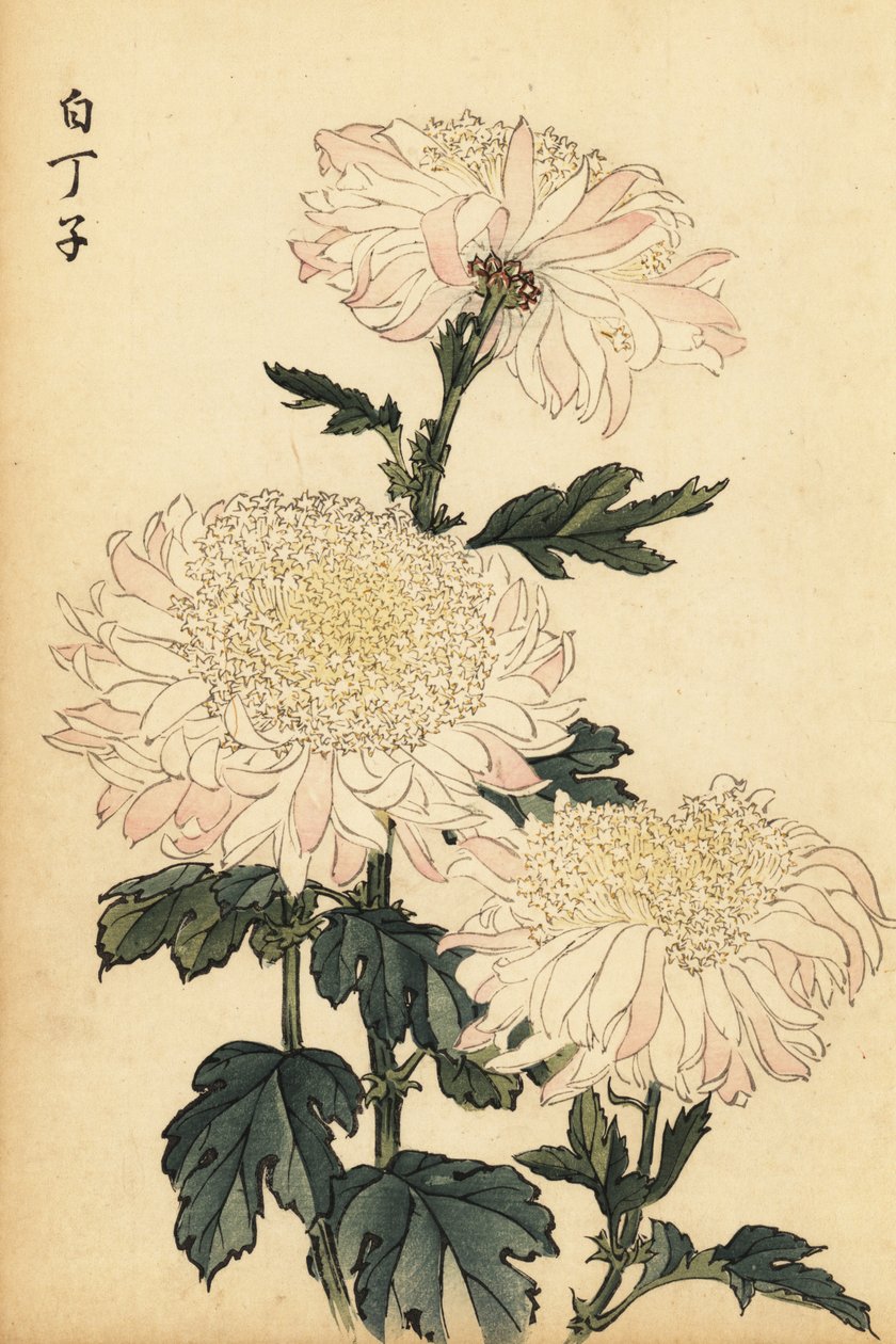 Hybryda biało-różowa chryzantema.,1893 (grawerunek) autorstwa Keika Hasegawa