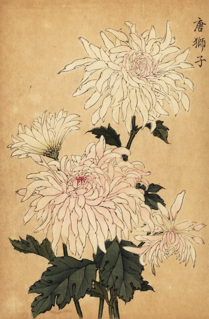 Hybrydowa biała chryzantema, Chrysanthemum indicum. ,1893 (grawerowanie) autorstwa Keika Hasegawa
