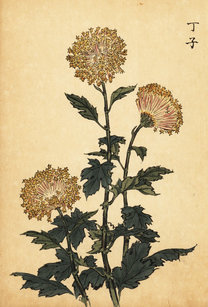 Hybryda żółta chryzantema.,1893 (grawerowanie) autorstwa Keika Hasegawa