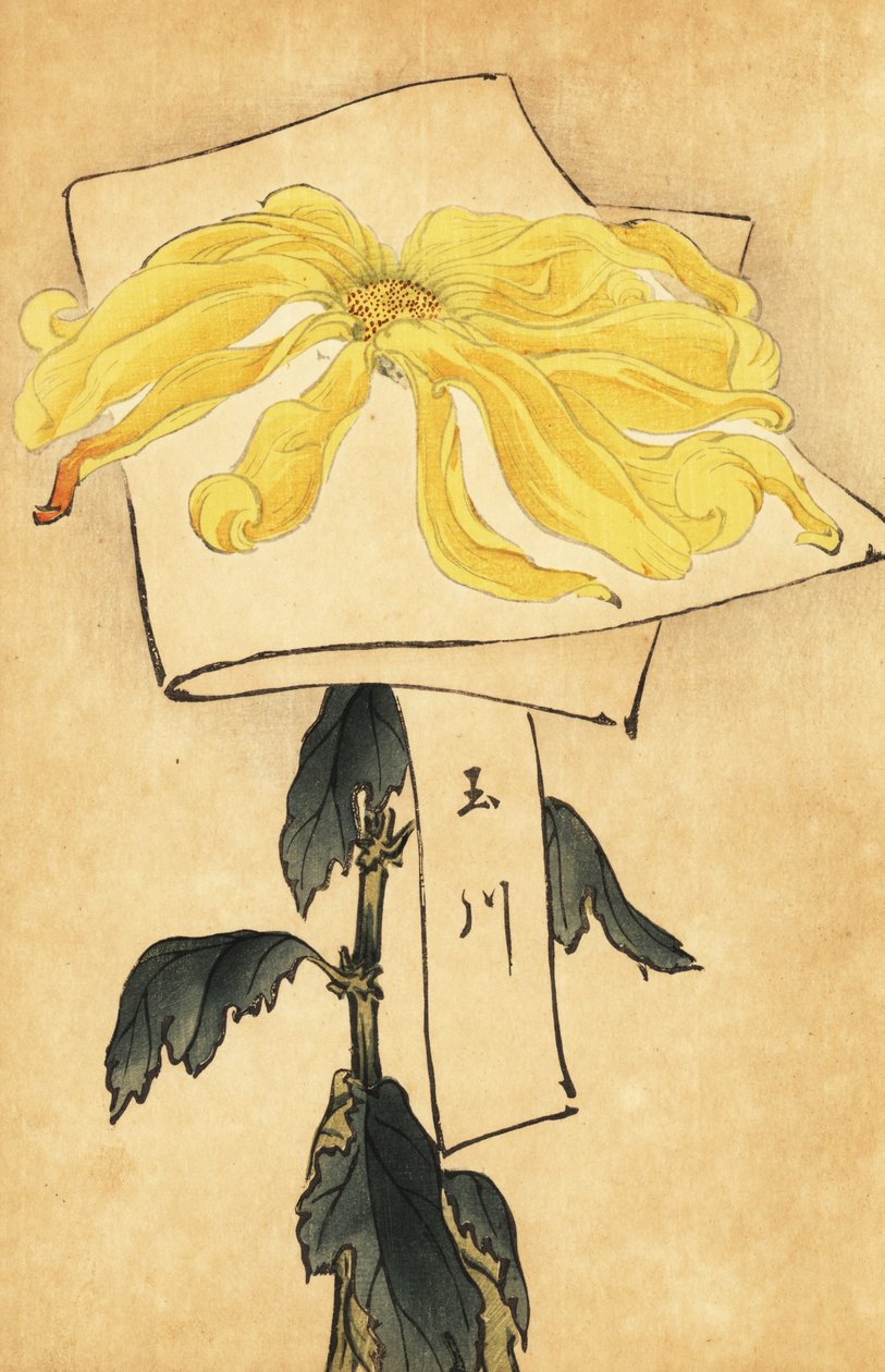 Hybrydowa żółta chryzantema, Chrysanthemum indicum. ,1893 (grawerowanie) autorstwa Keika Hasegawa