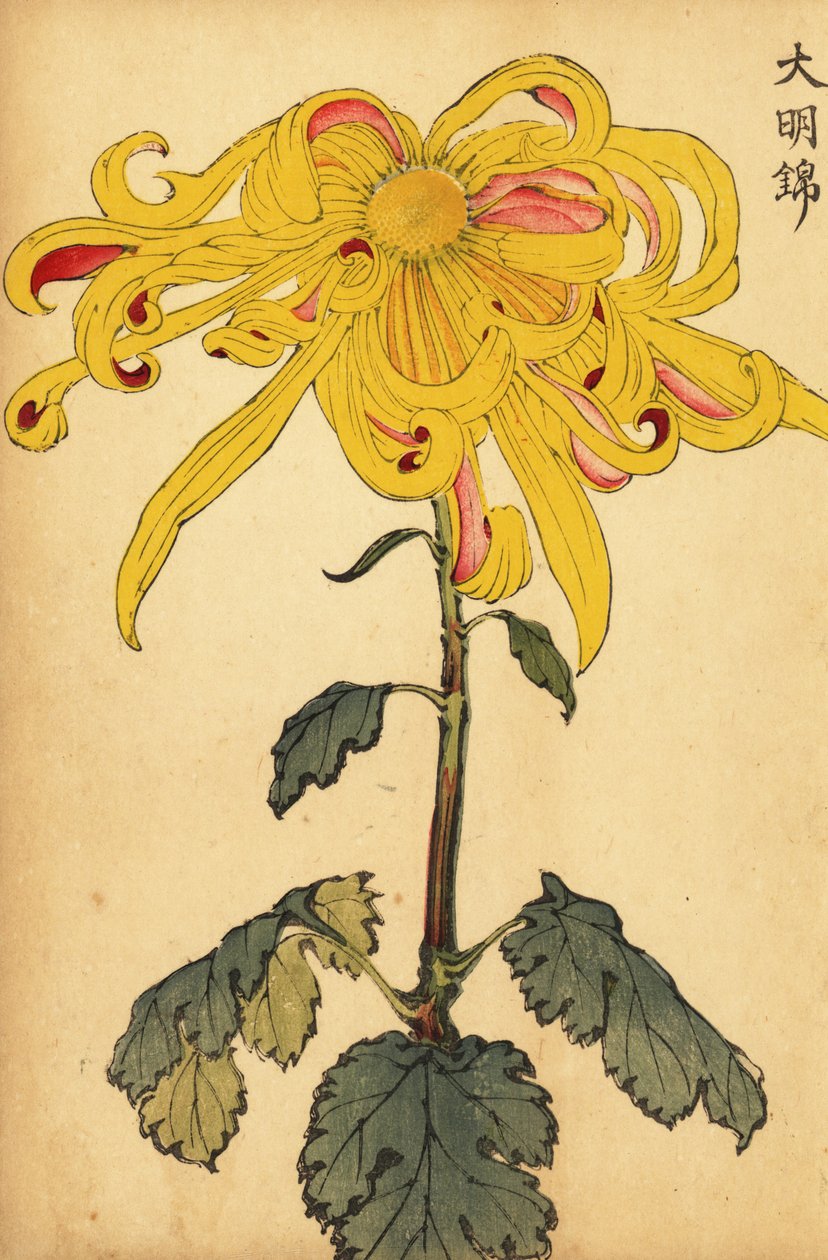 Hybryda żółta nieregularna chryzantema, 1893 (grawerowanie) autorstwa Keika Hasegawa
