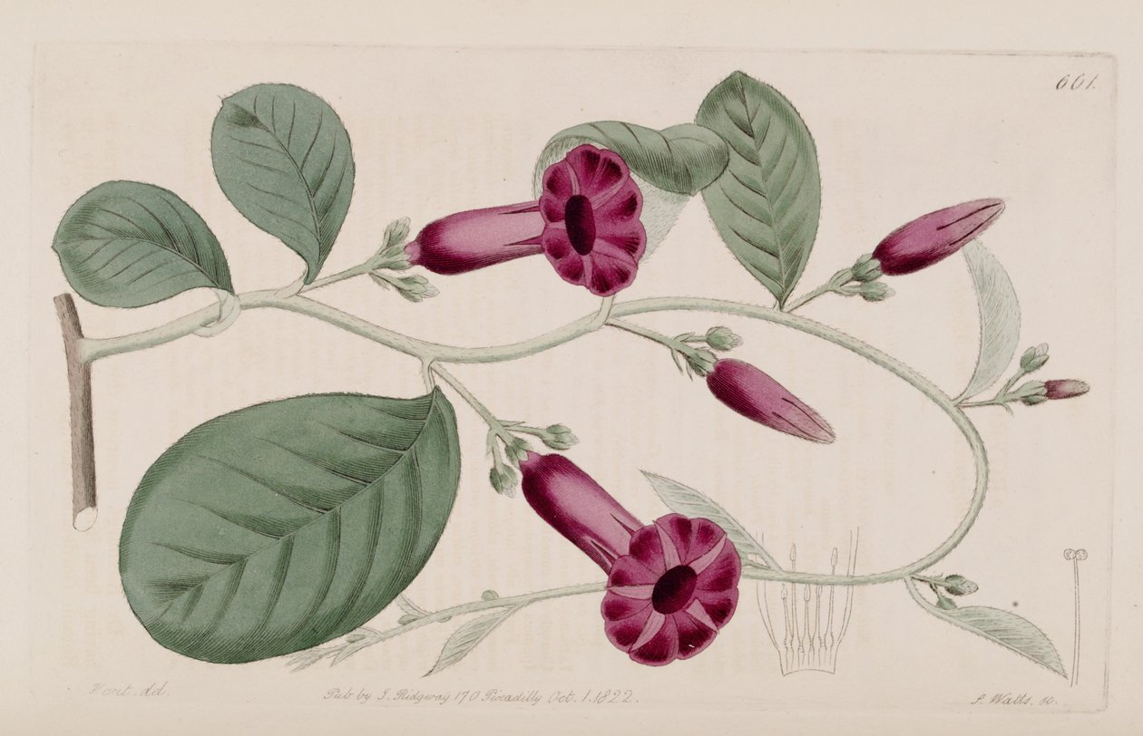 Argyreia cuneata autorstwa Ker Gawler