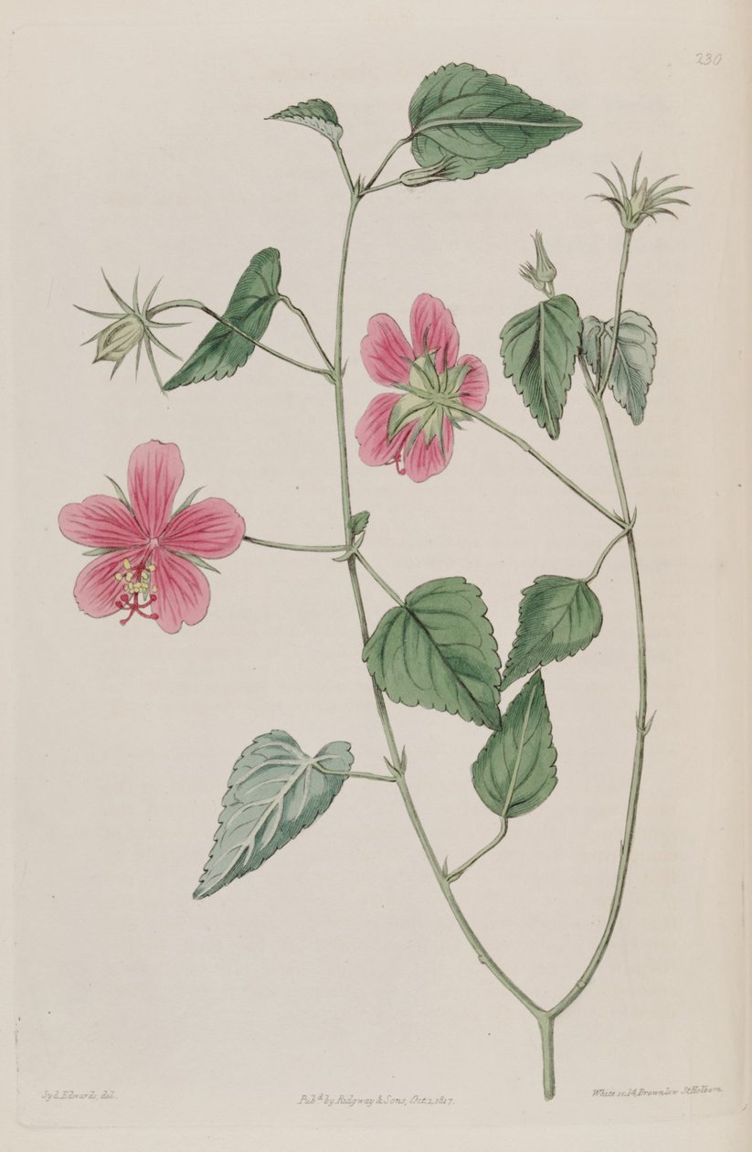 Hibiskus Fenikusz autorstwa Ker Gawler