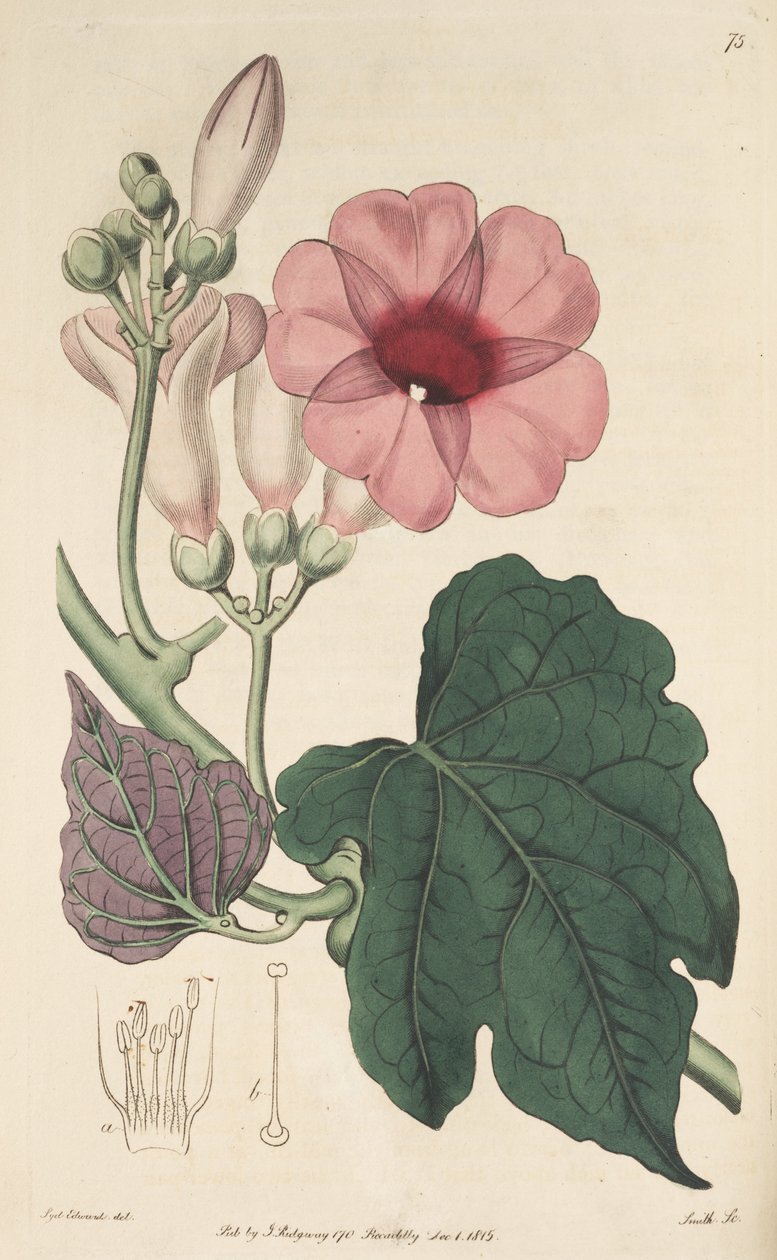 Ipomoea Mauritiana autorstwa Ker Gawler