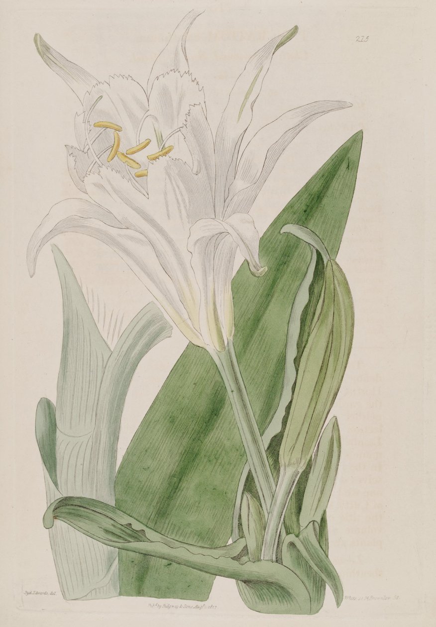 Ismene narcissiflora autorstwa Ker Gawler