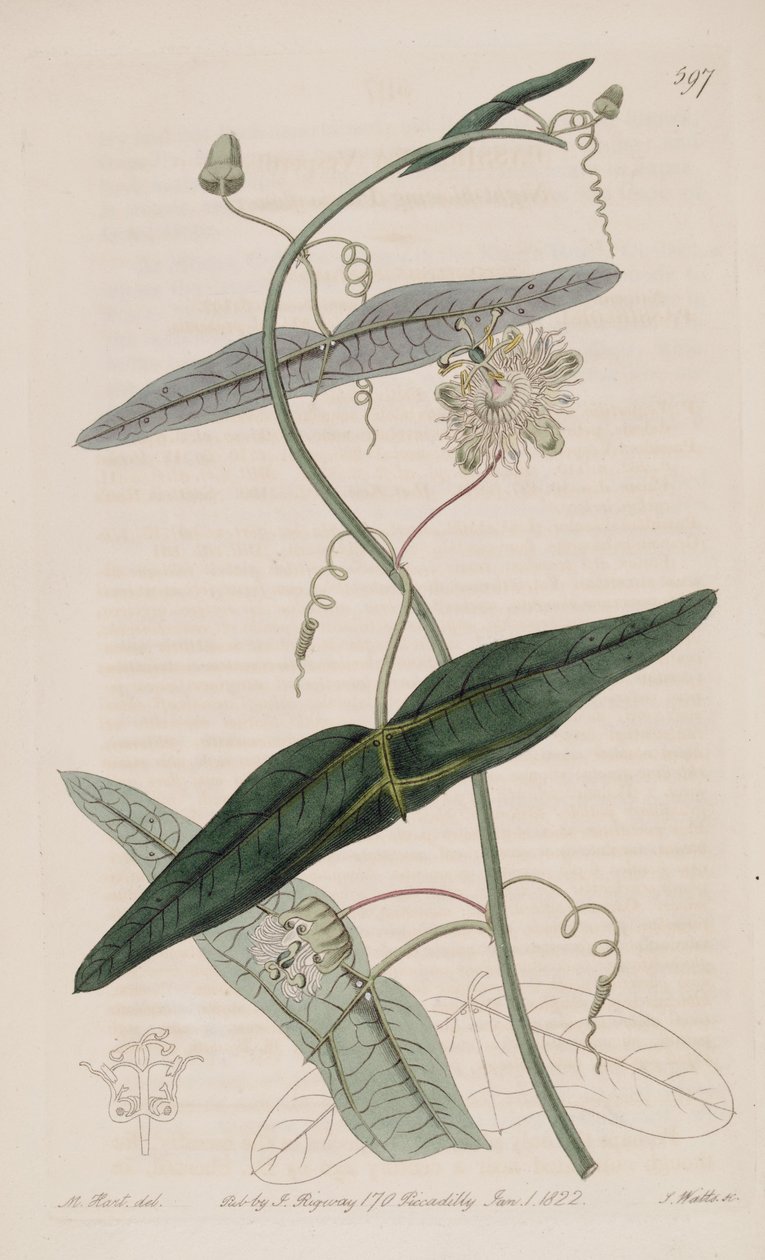 Passiflora misera, od Passiflora vespertilio Ker Gawl., Bot. Rozp. 7 autorstwa Ker Gawler