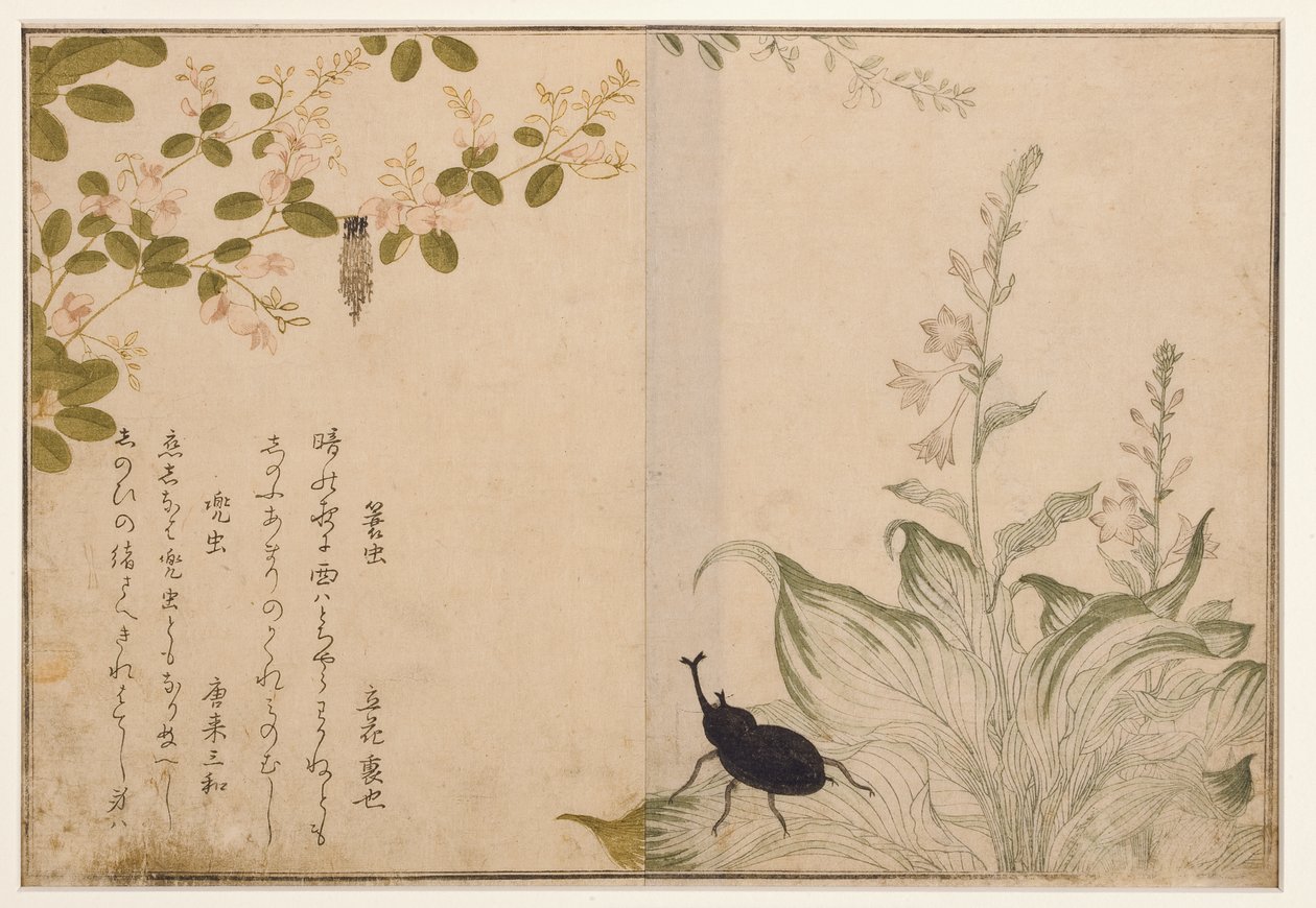 Kosznik i chrząszcz hełmowy, 1788 (drzew) autorstwa Kitagawa Utamaro