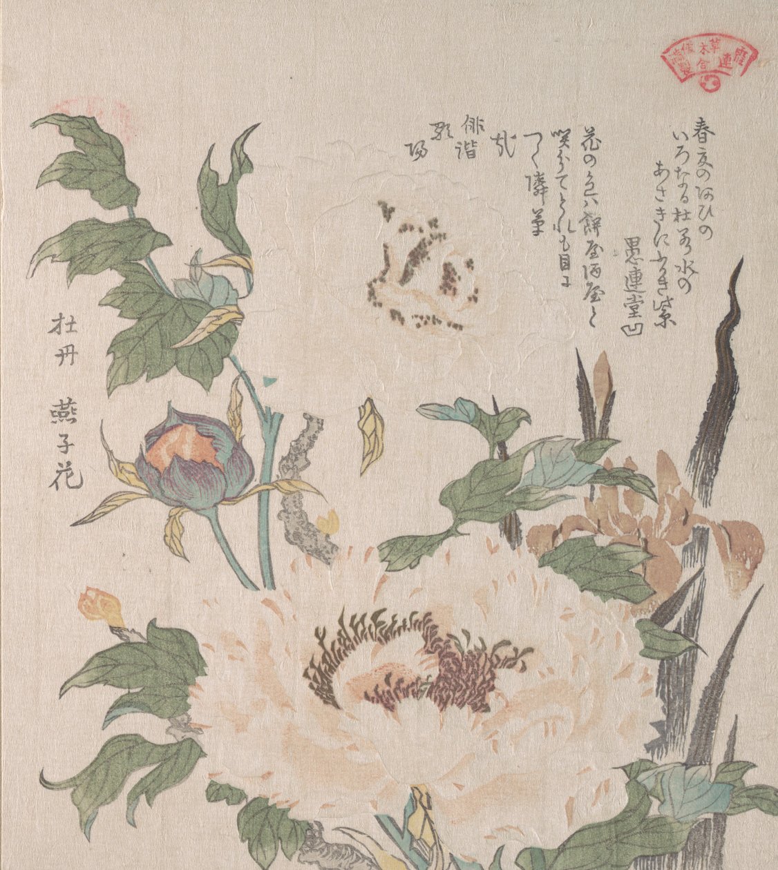 Piwonie i Irys, XIX wiek. autorstwa Kubo Shunman