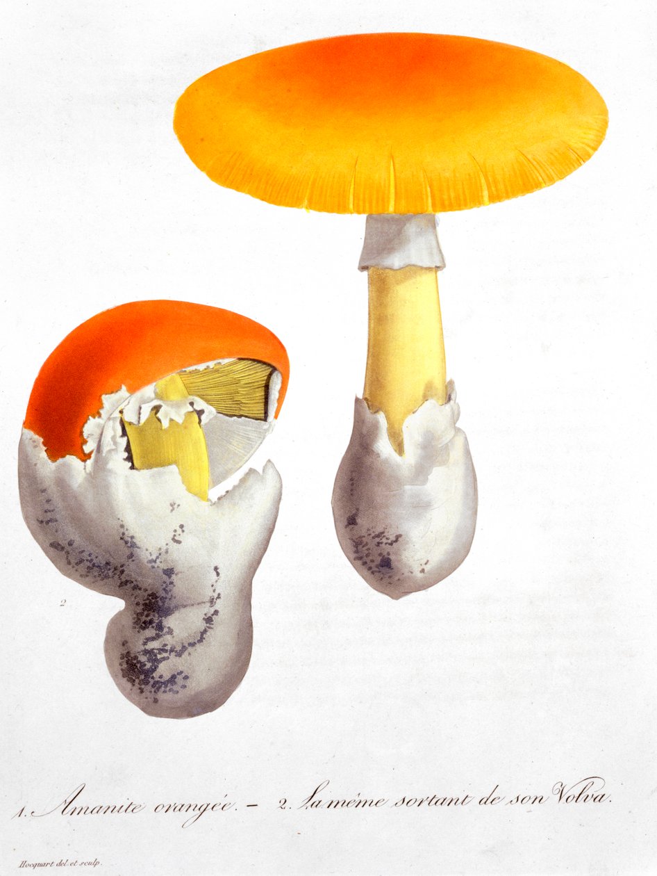 Amanita Cezarea Grzyb Cezara, 1821 autorstwa LFJ Hoquart