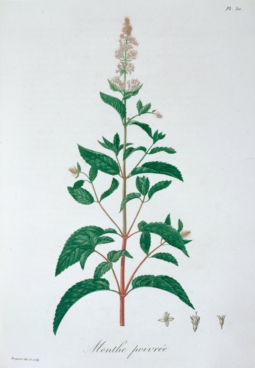 Mentha Piperita Mięta Pieprzowa, 1821 autorstwa LFJ Hoquart
