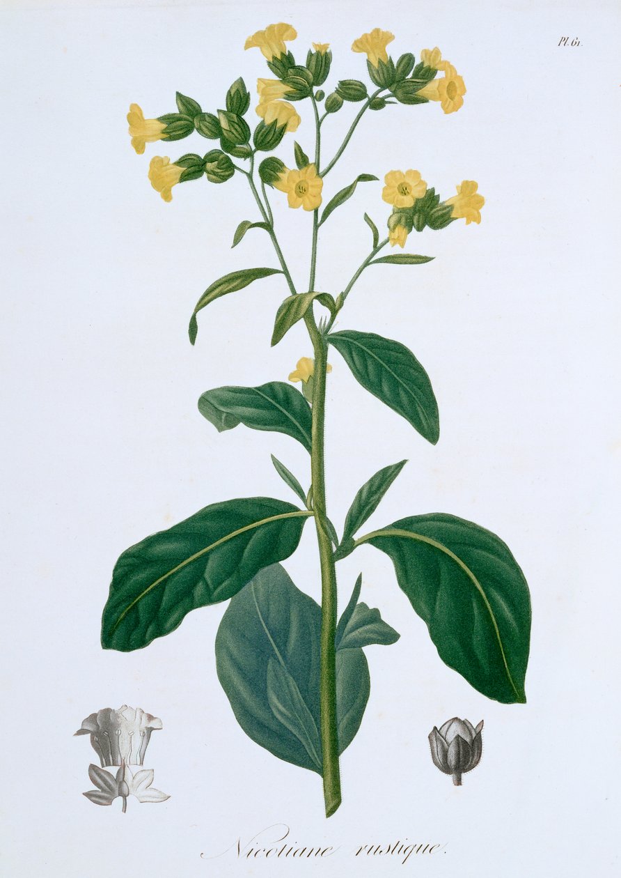 Tytoń Nicotiana, 1821 r. autorstwa LFJ Hoquart