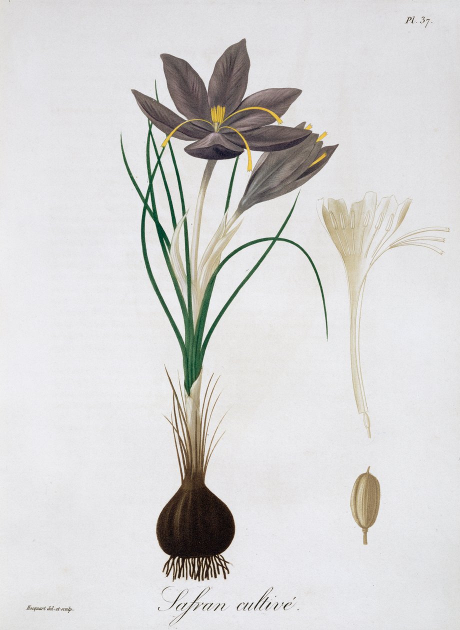 Krokus szafranowy, 1821 r. autorstwa LFJ Hoquart