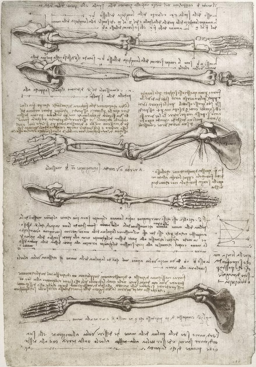 Anatomiastudia autorstwa Leonardo da Vinci