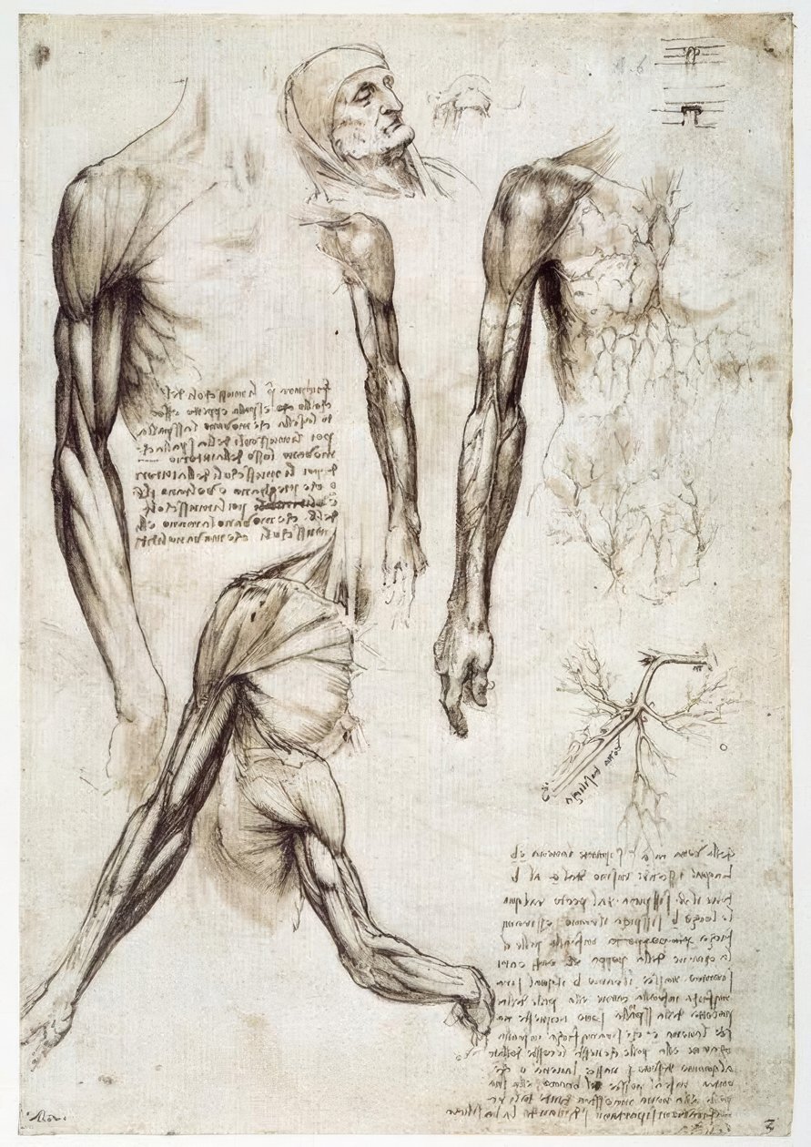 Anatomiastudia autorstwa Leonardo da Vinci