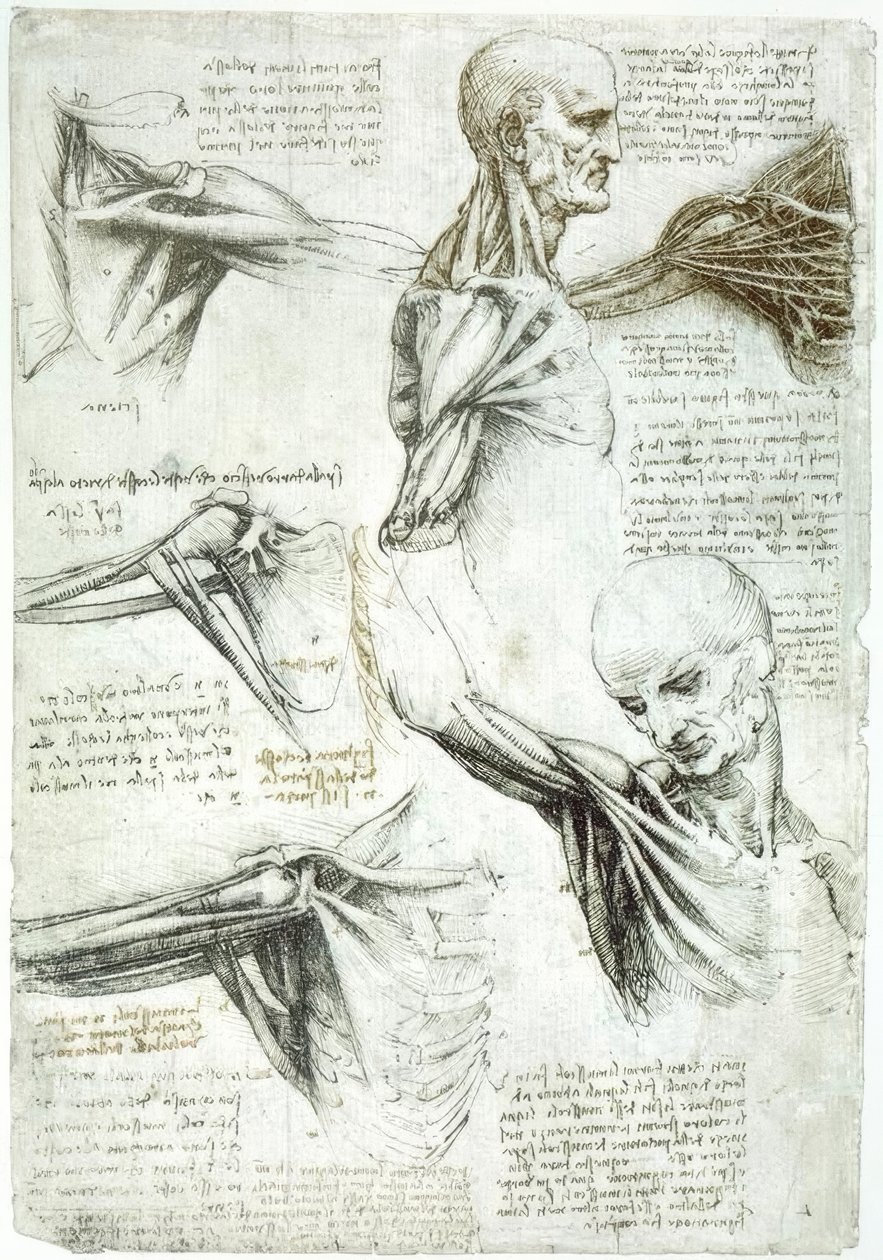 Anatomiastudia autorstwa Leonardo da Vinci
