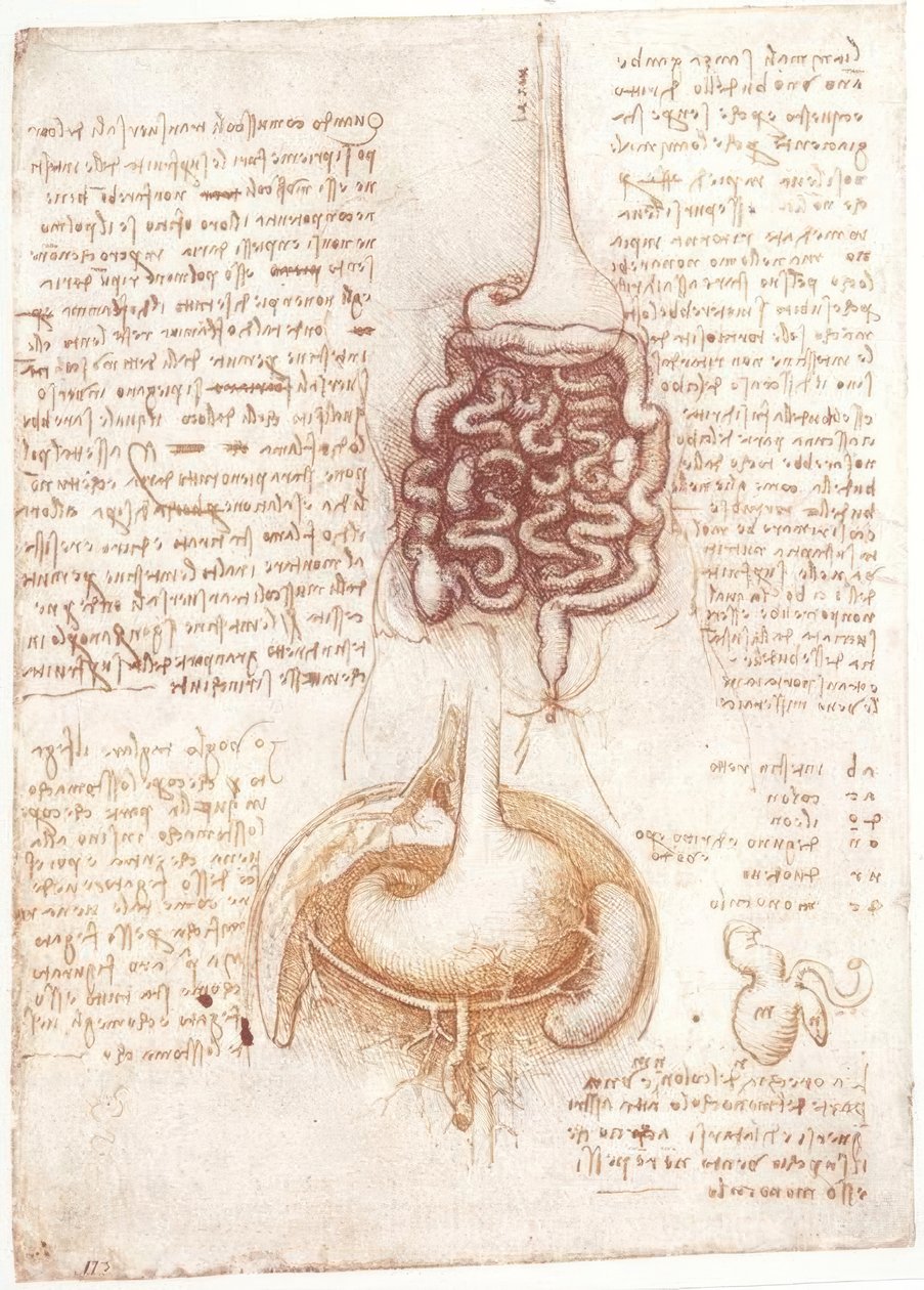 Badania anatomii: układ pokarmowy autorstwa Leonardo da Vinci