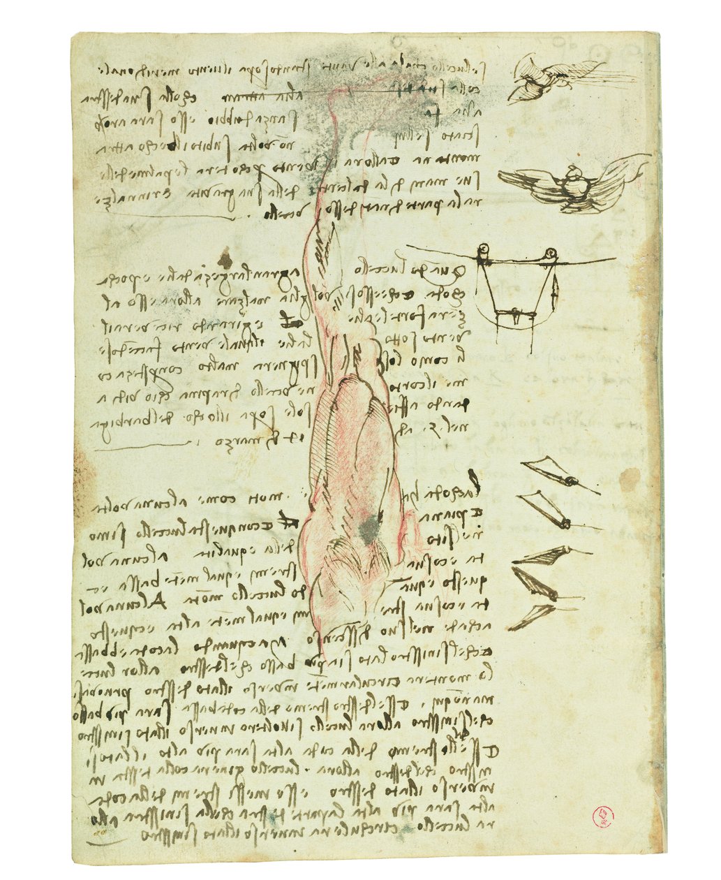Kodeks lotu ptaków, Folio 17 verso autorstwa Leonardo da Vinci