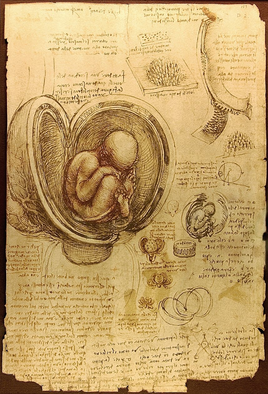 Badania da Vinci nad embrionami Luc Viatoura autorstwa Leonardo da Vinci