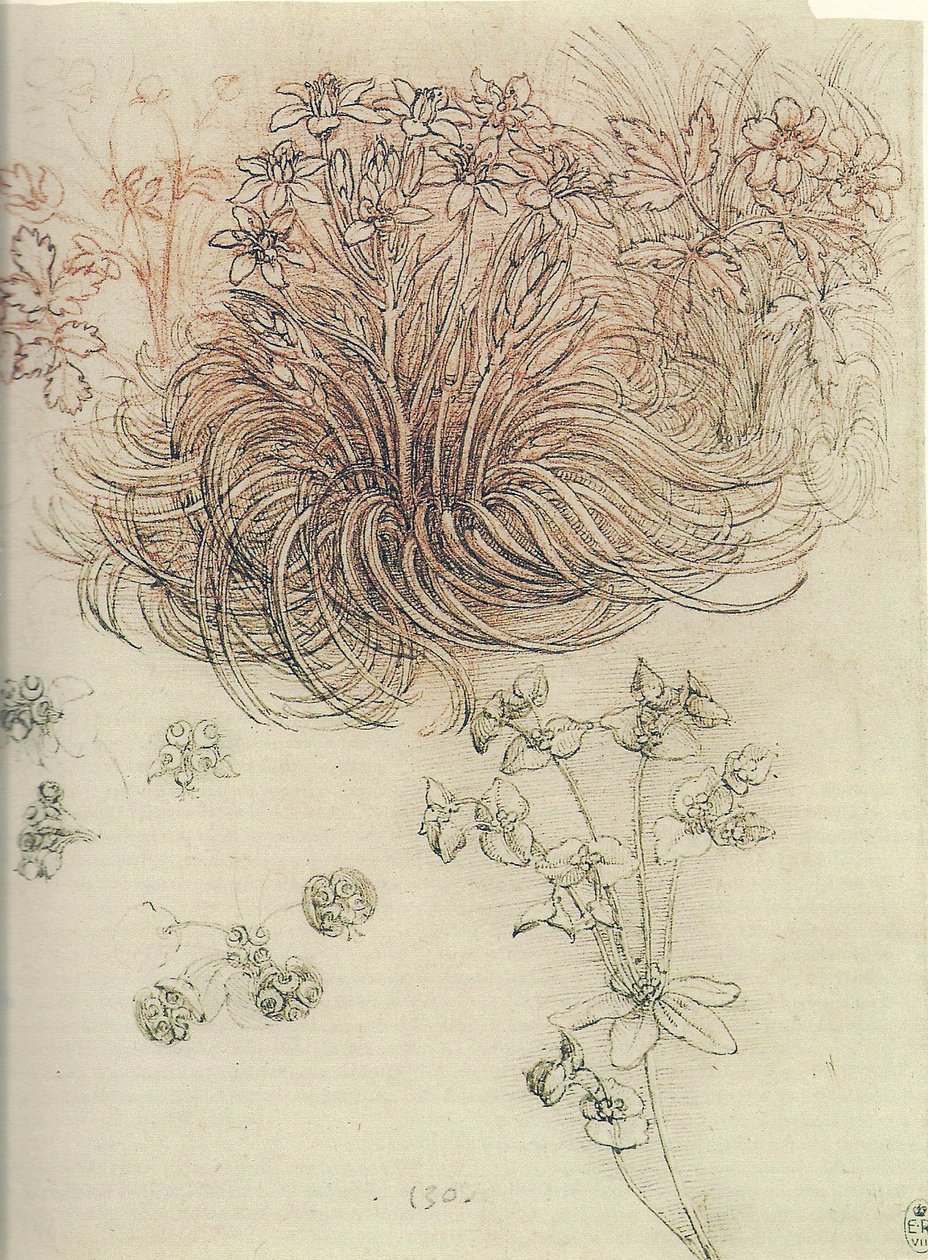 Ornithogalum (Gwiazda Betlejemska) autorstwa Leonardo da Vinci