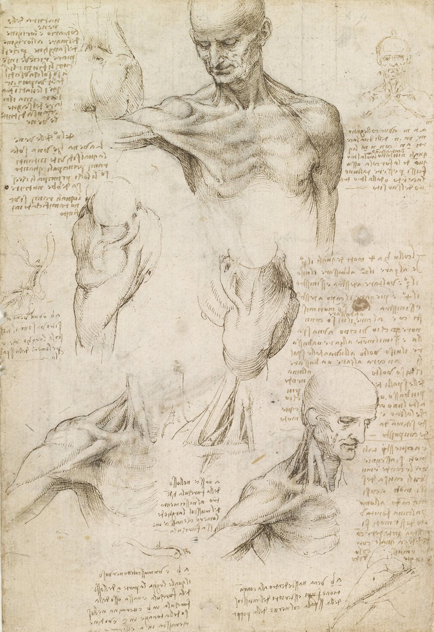 Anatomia powierzchowna barku i szyi (recto) autorstwa Leonardo da Vinci