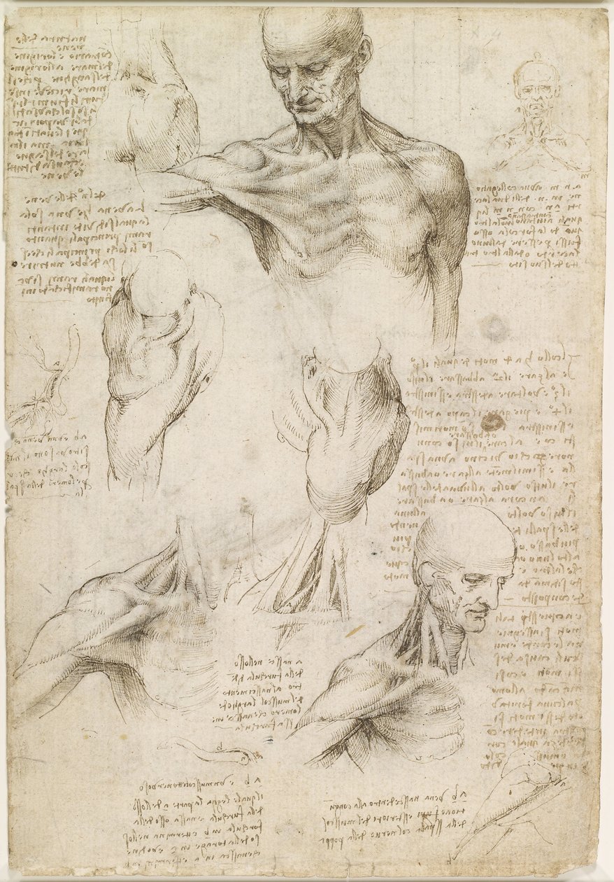 Anatomia powierzchowna barku i szyi (recto) autorstwa Leonardo da Vinci