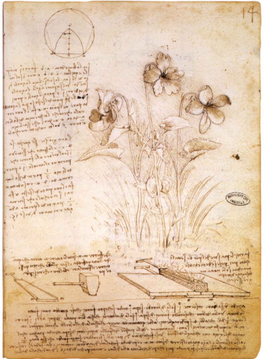 figury geometryczne i rysunek botaniczny autorstwa Leonardo da Vinci