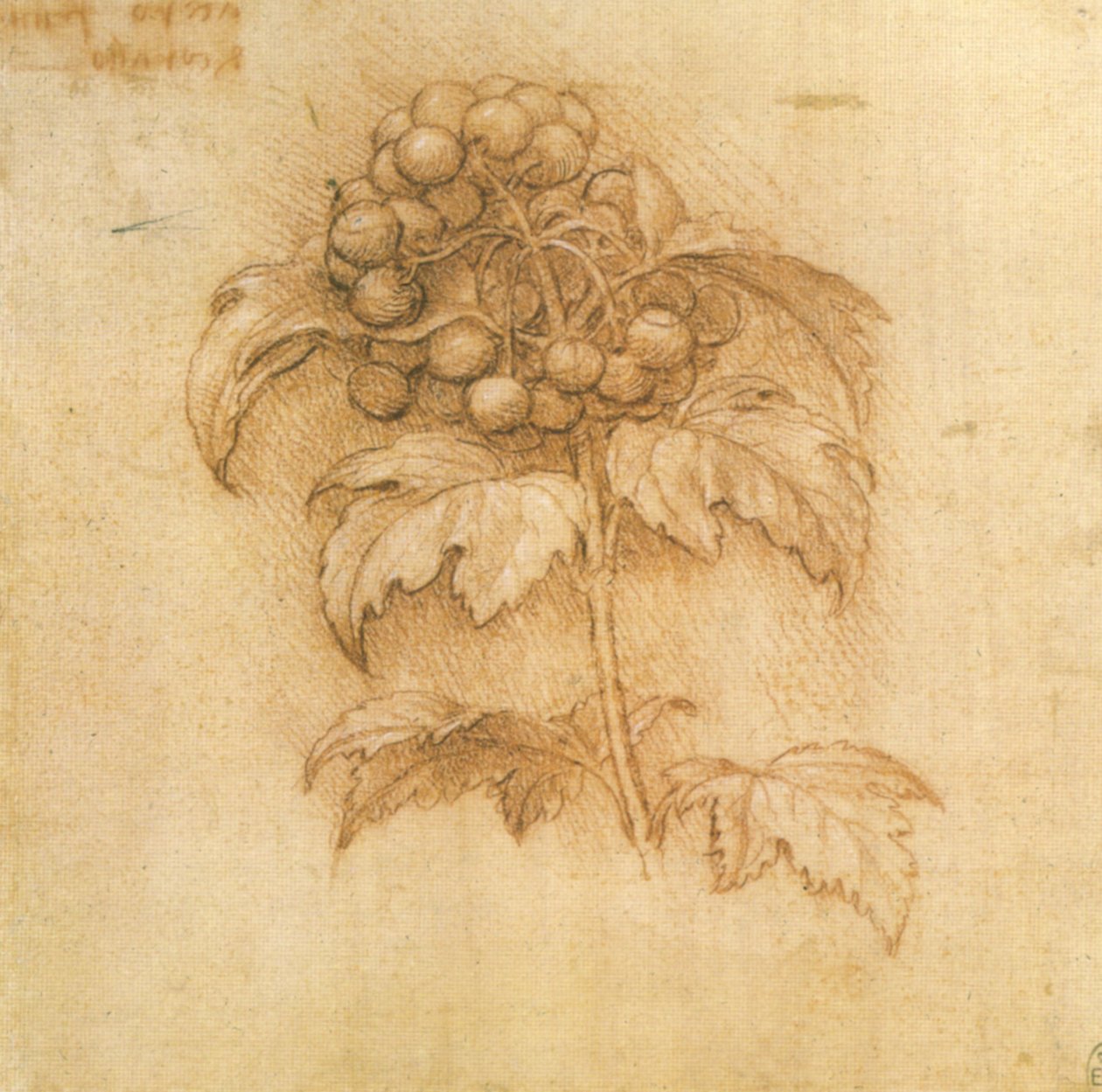 żurawina autorstwa Leonardo da Vinci