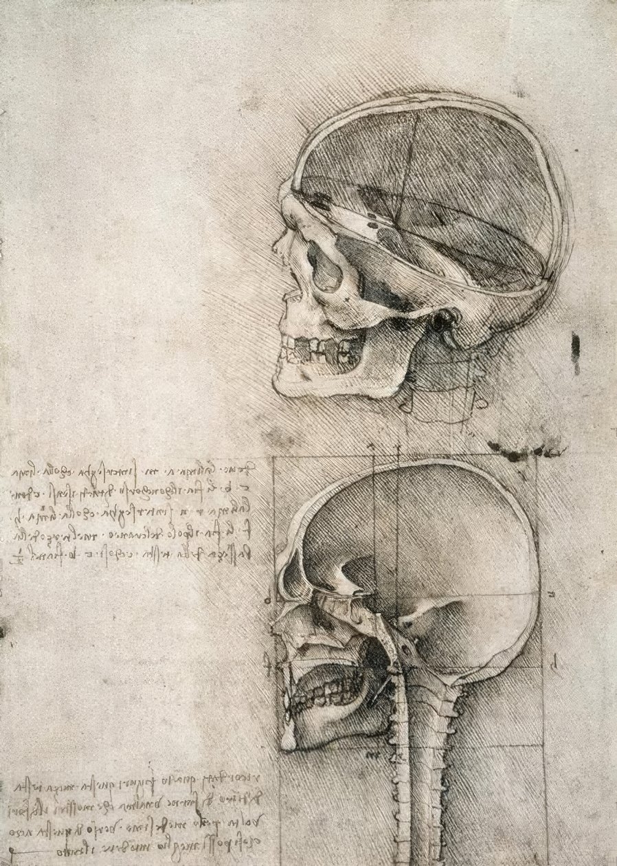 zdrowy rozsądek autorstwa Leonardo da Vinci