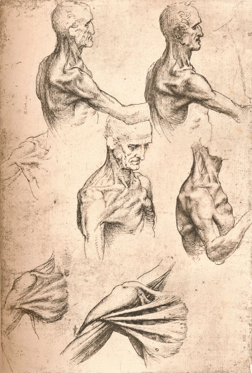 Rysunek anatomiczny, c1472-c1519 1883 autorstwa Leonardo da Vinci